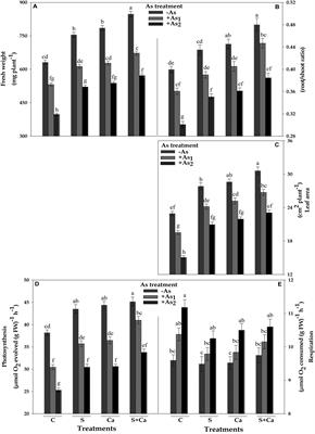 Sulfur and Calcium Simultaneously Regulate Photosynthetic Performance and Nitrogen Metabolism Status in As-Challenged Brassica juncea L. Seedlings